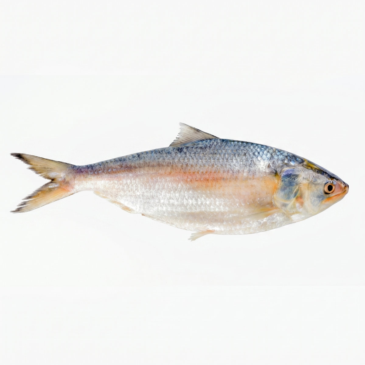Hilsha Fish - 1200/1500gm
