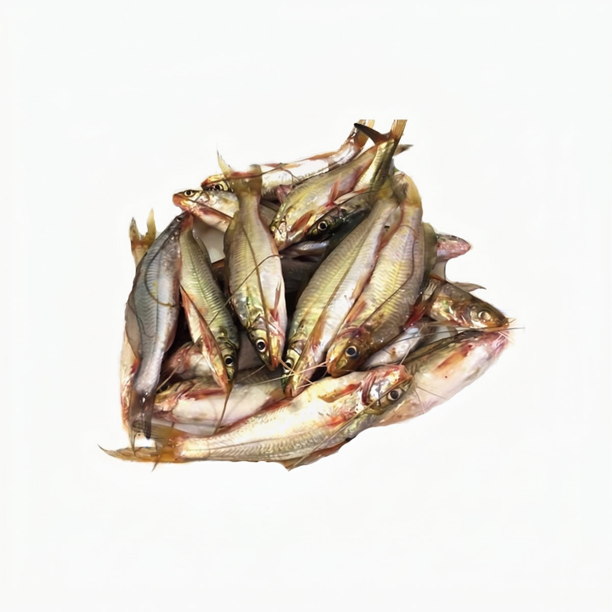 Gulsha Tengra Fish (500gm)