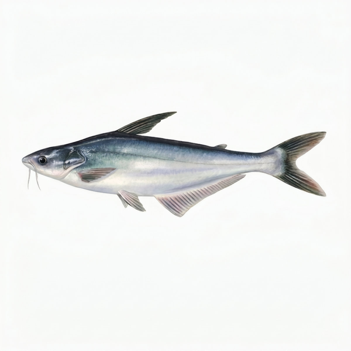 Basa Fish (500gm)