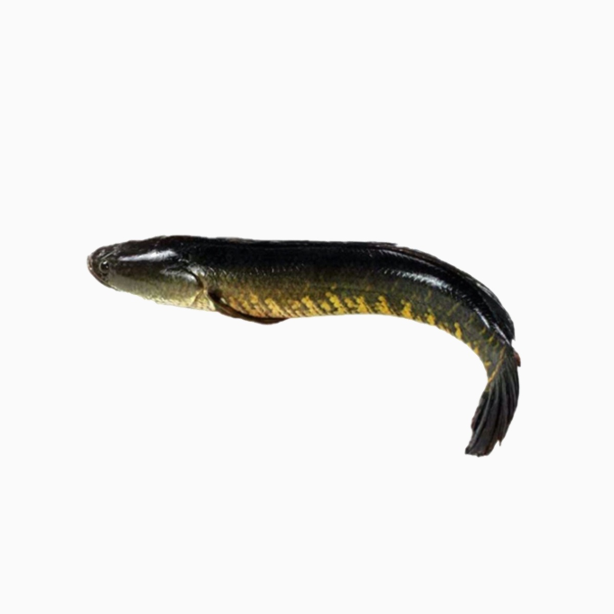 Shol Fish - Whole (1lb)