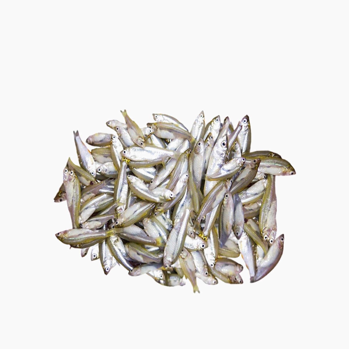 Mola Fish - Big (500gm)