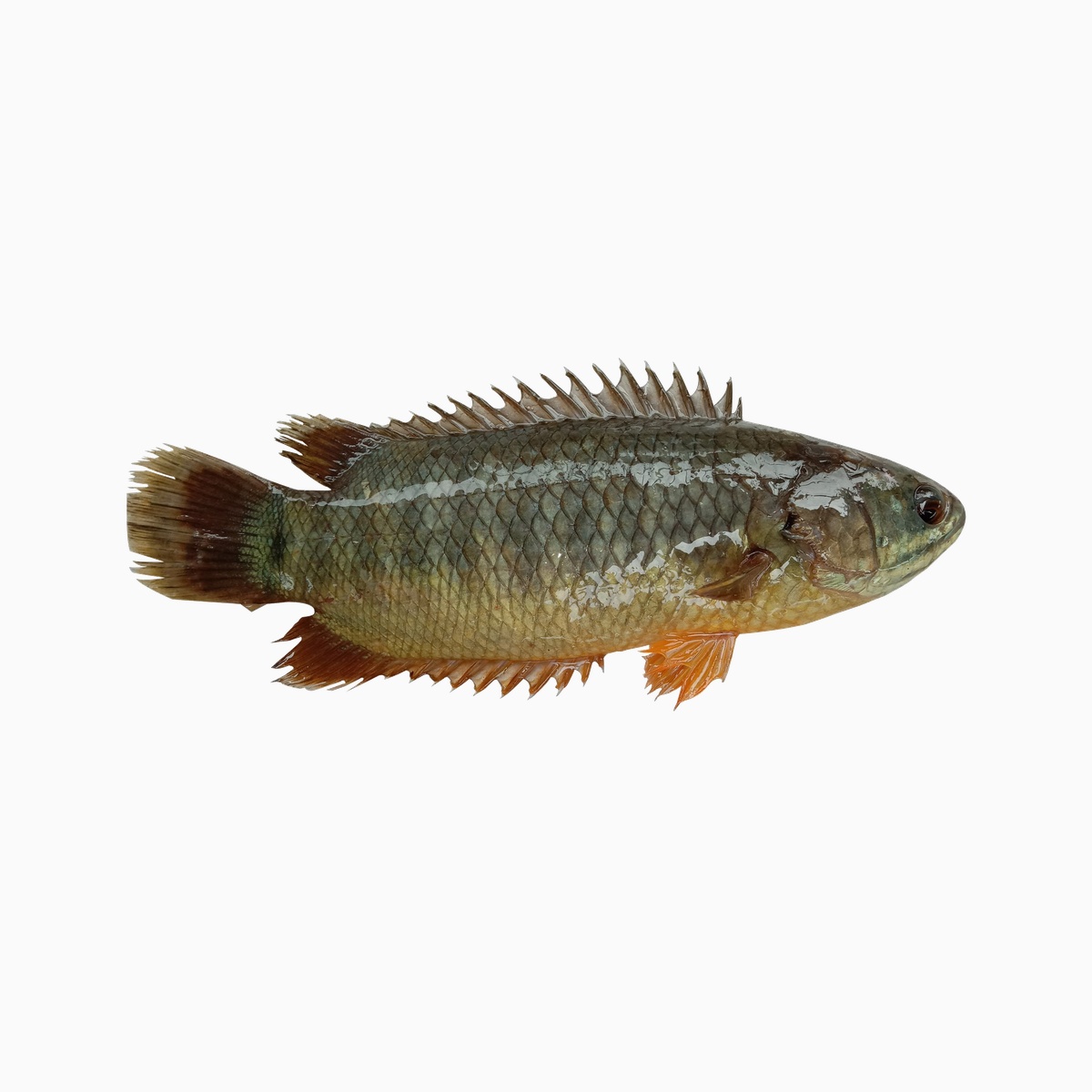 Koi Fish - Big (500gm)