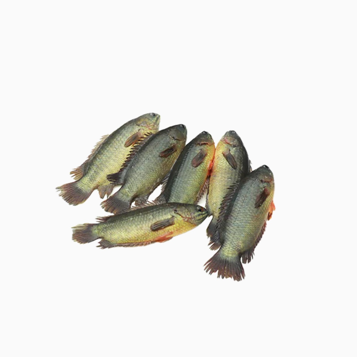 Koi Fish (1kg)
