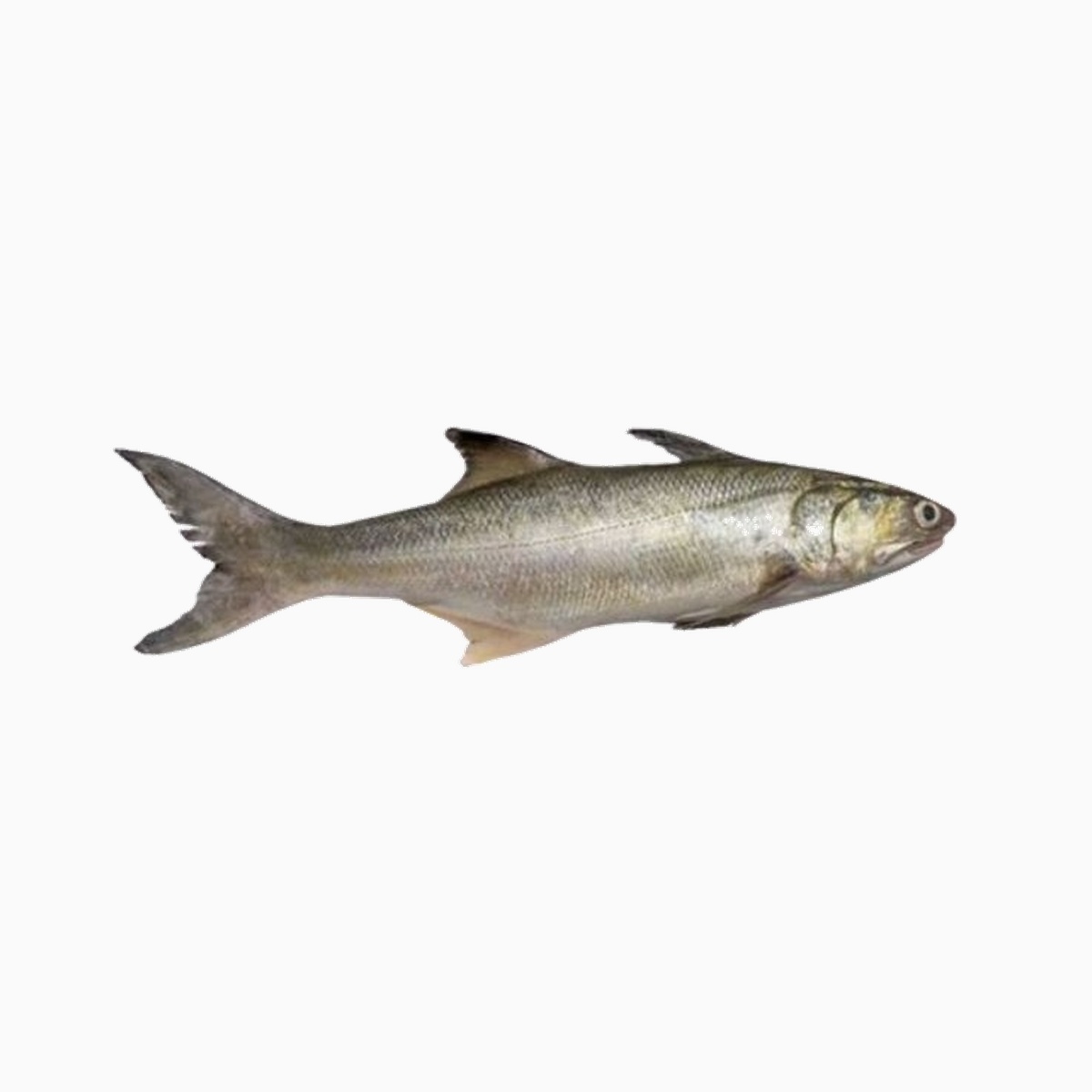 Lakkha Fish (1lb)