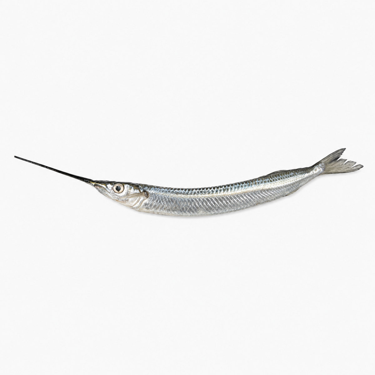 Kakila (Kaikka) Fish 