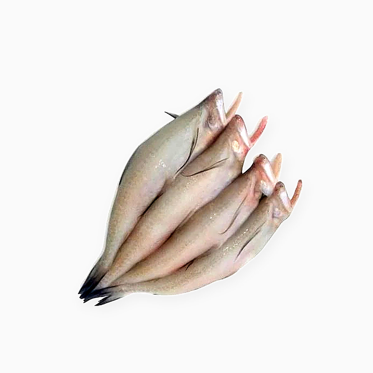 Lotia Fish