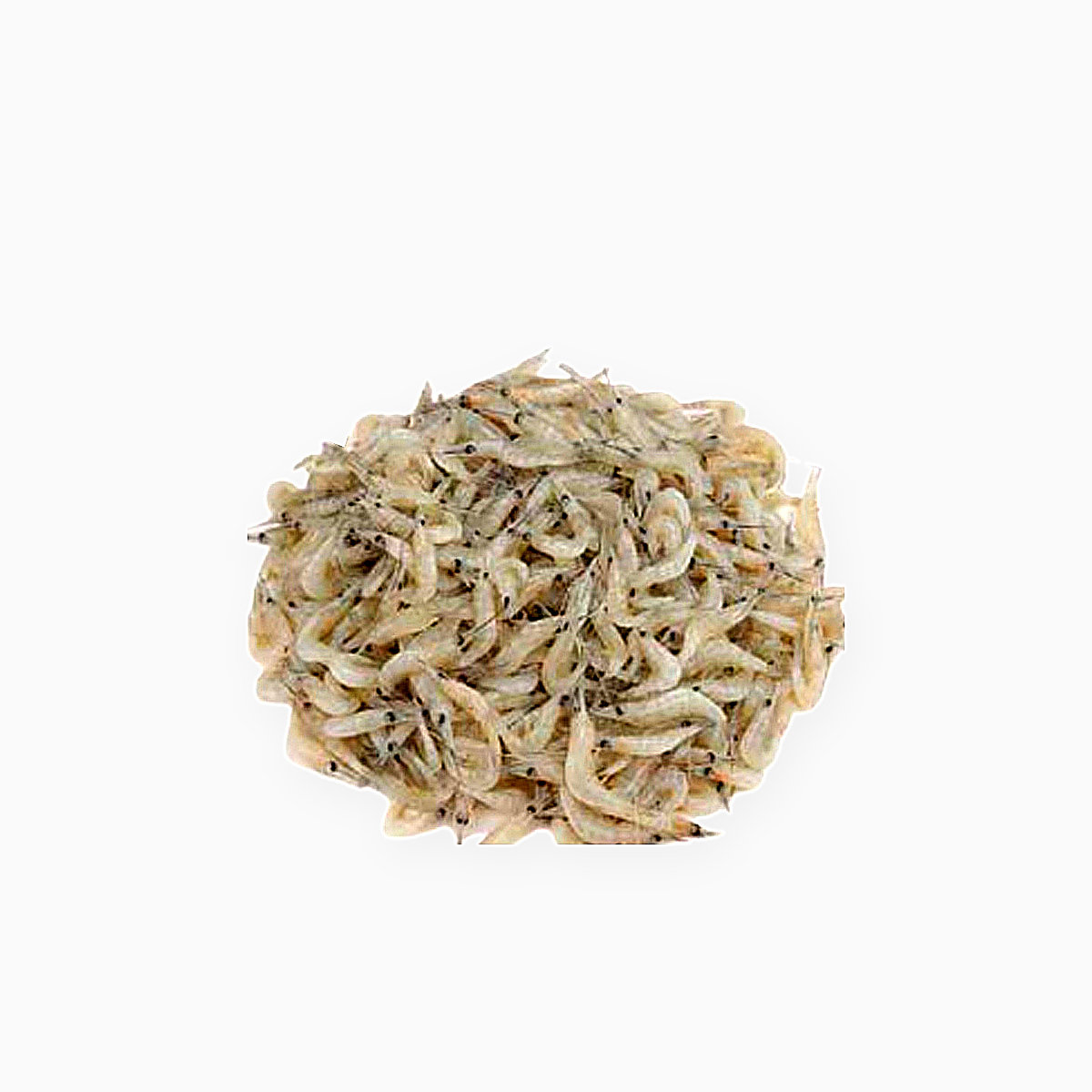 Small Shrimp (Gura Chingri)