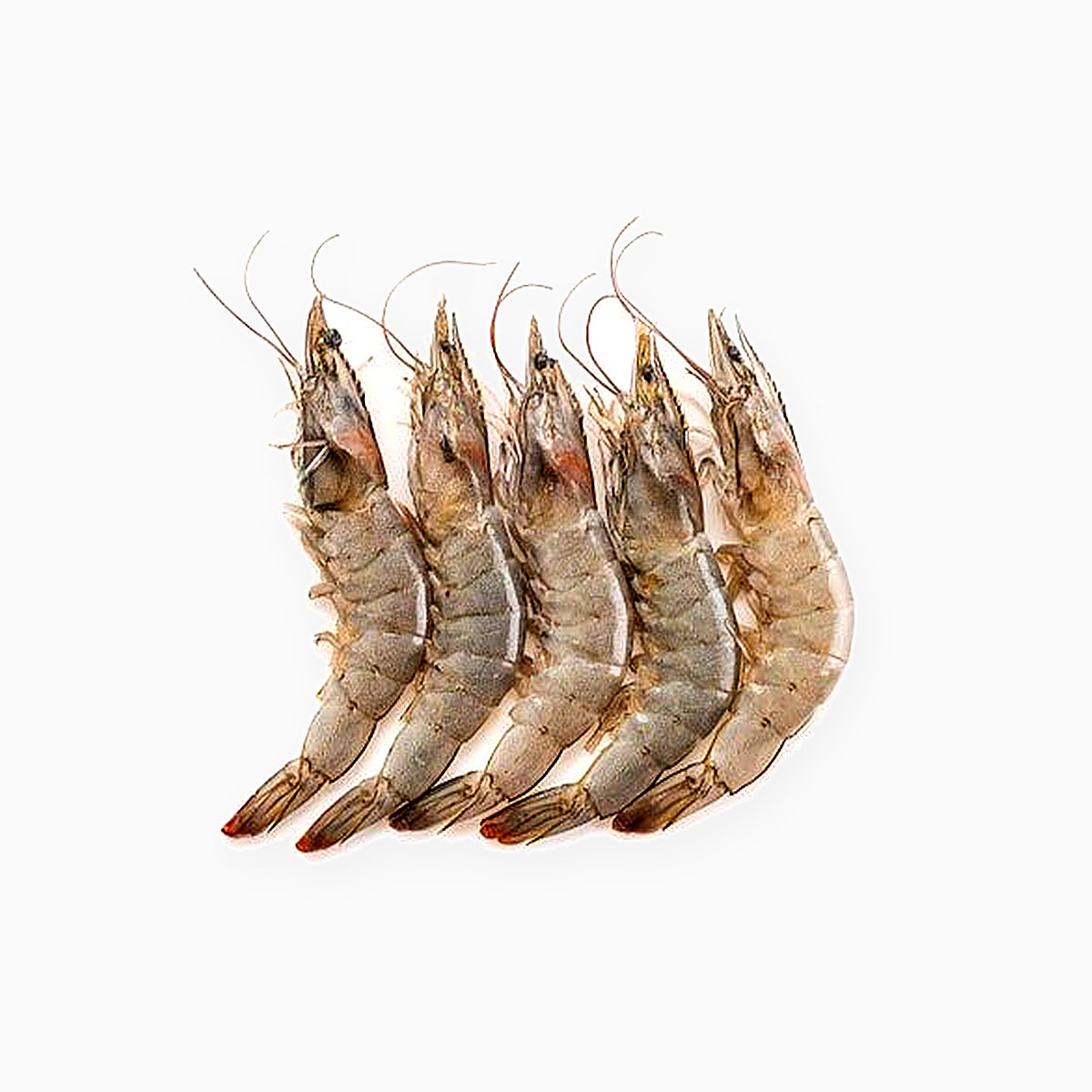 Shrimp - Head-On Shell-On