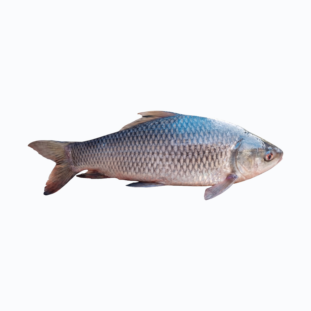 Rohu (Rui) Fish(15-20lb)/lb