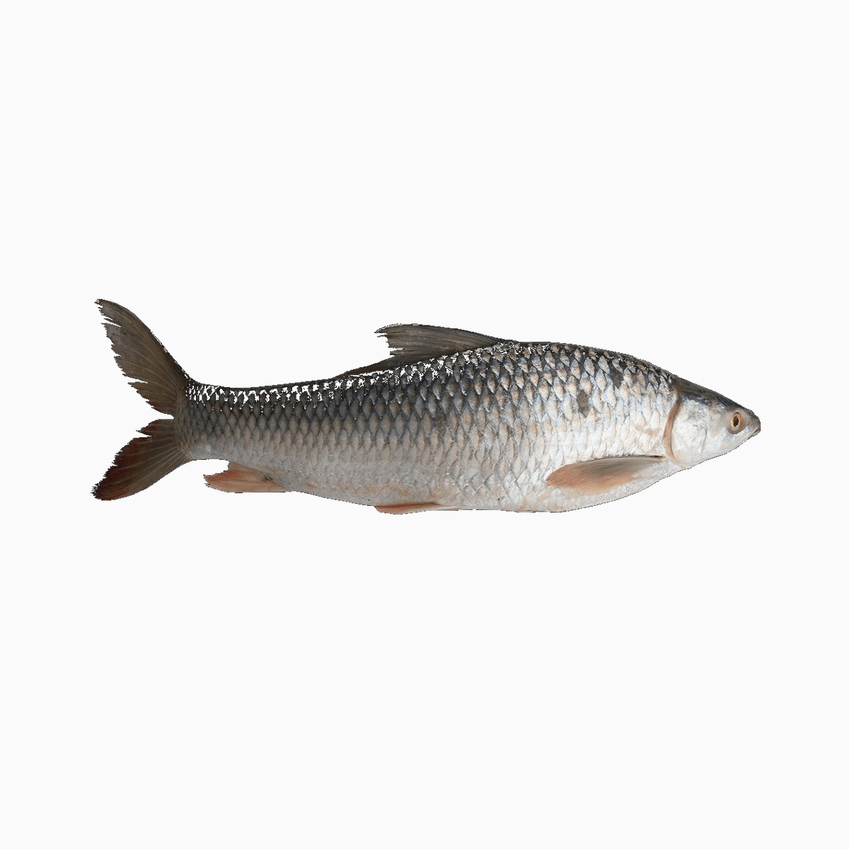 Mrigal Carp Fish(16-20lb)/lb
