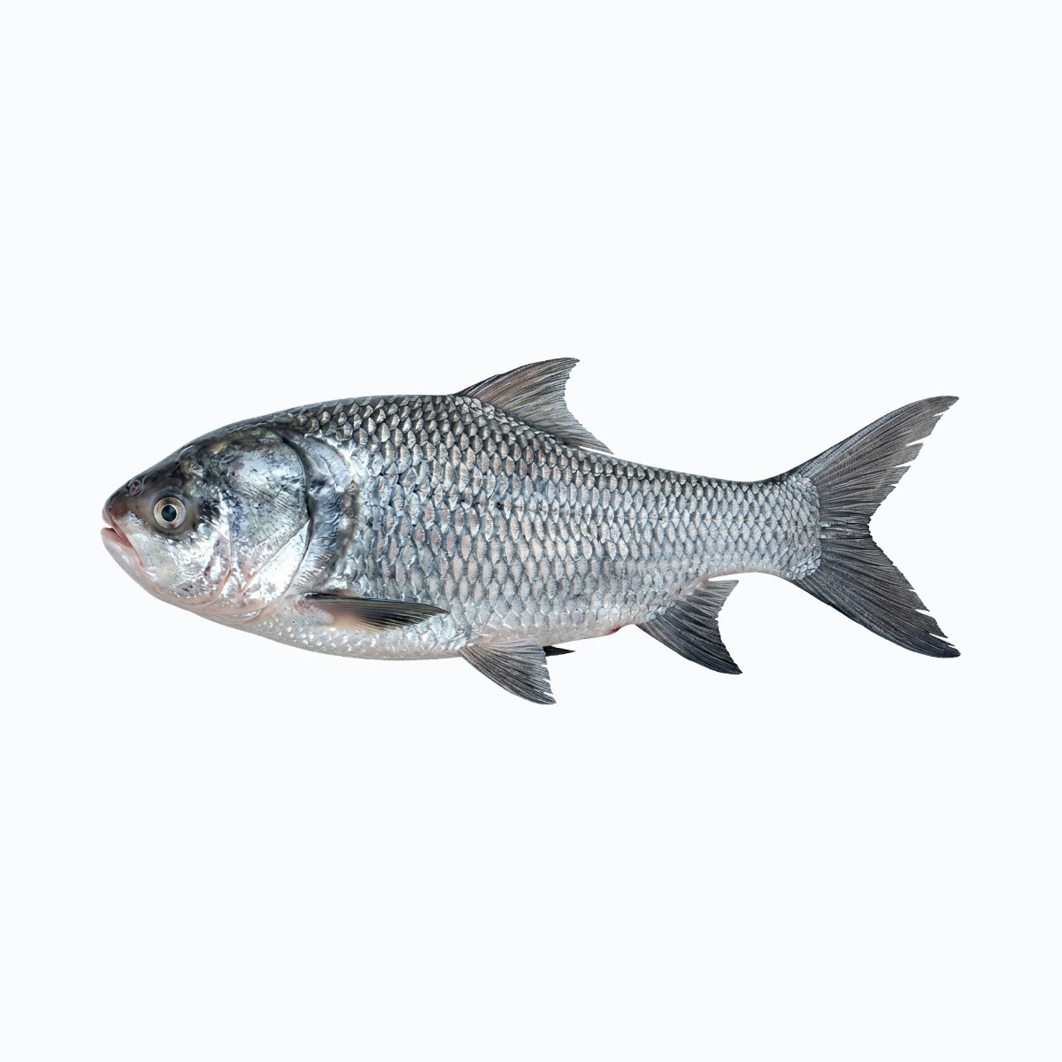Katla Fish(16-20lb)/lb