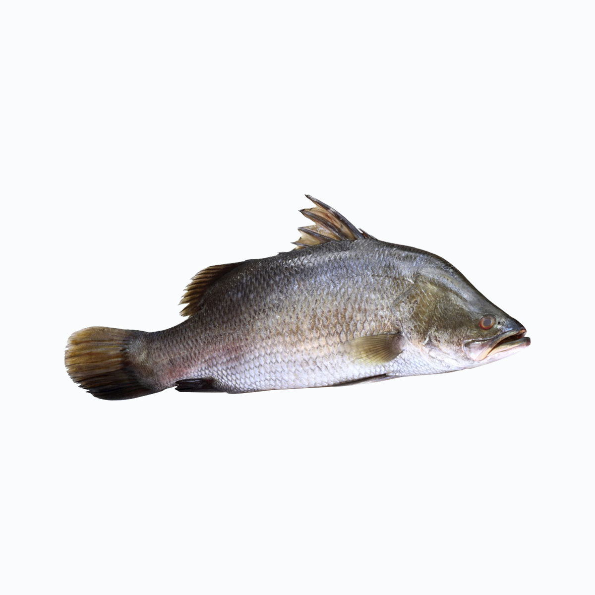 Koral Fish (Big)/lb